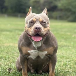 American Bullies from Medusa’s Bullies