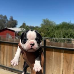 Splashy male - Black brindle and white male Boston Terrier puppy in Madera Acres, California from Muggin Bostons Terriers and Mini Dachshund