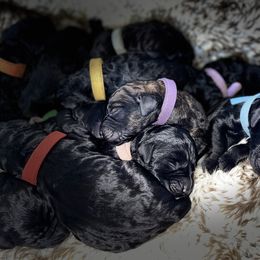 Goldendoodle, Miniature Schnauzer, and Poodle Puppies from 501Doodles