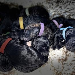 Goldendoodle, Miniature Schnauzer, and Poodle Puppies from 501Doodles