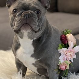 French Bulldogs from Mountain Frenchies 915