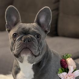 French Bulldogs from Mountain Frenchies 915