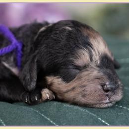 Kai - Merle female Cockapoo puppy in Connersville, Indiana from Deaz Doodle Ranch