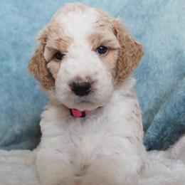 Dottie - Parti female Goldendoodle puppy in Cherry Creek, New York from Doodles Pups of NY