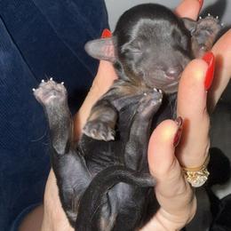 REED - Black and tan male Dachshund puppy in Kiowa, Oklahoma from Champion Dachshunds
