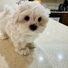 Maltipoo Puppies from Maine's Maltipoos