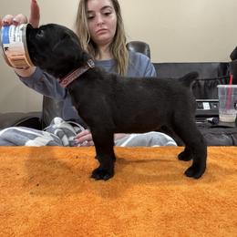 Girl 3 - Black brindle female Cane Corso puppy in Tennessee from Big Country Cane Corso