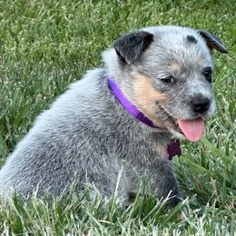 Purple Collar - Australian Cattle Dog puppy from Back Road Dog Company, LLC