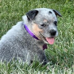 Purple Collar - Australian Cattle Dog puppy from Back Road Dog Company, LLC
