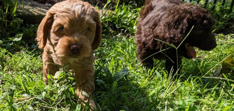 Cockapoo Puppies from Cano Cockapoos