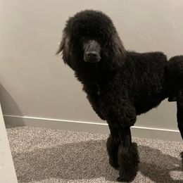 Bernedoodles and Poodles from Sweet Tea Kennels