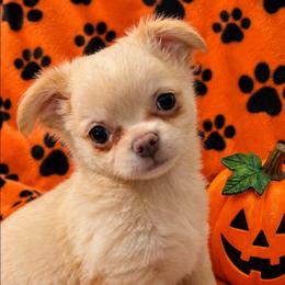 Peanut - Fawn male Chihuahua puppy in Kyle, Texas from joy of chihuahuas tx
