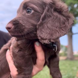 Dachshund Puppies from Doxie Darlings VA