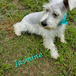 Jasmine - Miniature Schnauzer