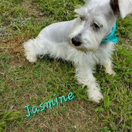 Jasmine - Miniature Schnauzer