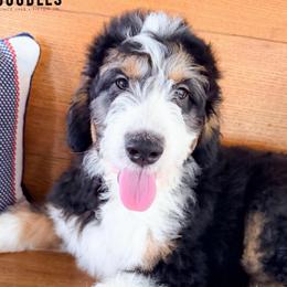 D'Angelo - male Australian Mountain Doodle puppy in Tipton, Indiana from Country Creek Doodles