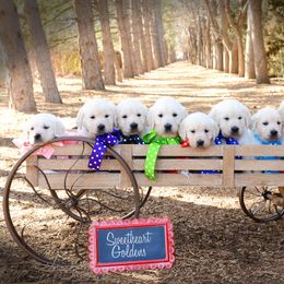 German Shepherd and Golden Retriever Puppies from Sweetheart Therapy Dogs LLC