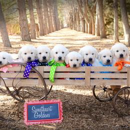 German Shepherd and Golden Retriever Puppies from Sweetheart Therapy Dogs LLC