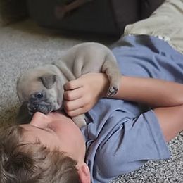 French Bulldog Puppies from Edna's Homegrown Frenchies