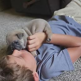 French Bulldog Puppies from Edna's Homegrown Frenchies