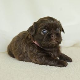 Pink Girl - Chocolate female Shih Tzu puppy in Tyler, Texas from Sunnybelle Shih Tzus
