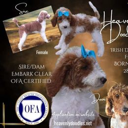 Irish Doodle and Poodle Puppies from Heavenly Poodles