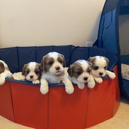 Cavalier King Charles Spaniel Puppies from Cavalier Castle