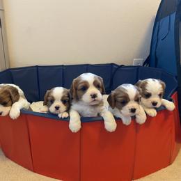 Cavalier King Charles Spaniel Puppies from Cavalier Castle