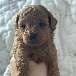 Russle - Red  male Poodle puppy in Kalamazoo, Michigan from Creekside Ranch