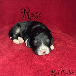 Rose - Tri-color female Bernedoodle puppy in Gentry, Arkansas from WWBar Bernedoodles