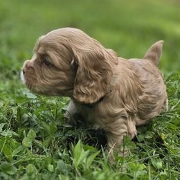 Chai - Buff male Cocker Spaniel puppy in Winston Salem, North Carolina from Cocker Cottage