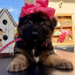 Pink Collar - Black and red female German Shepherd puppy in Davie, Florida from Vom Broward Haus