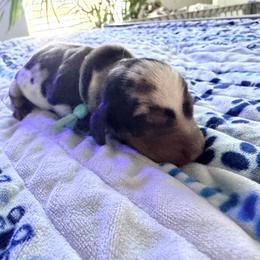 Lancelot (teal collar) - Dapple male Dachshund puppy in Loris, South Carolina from Dogwood Mountain Dachshunds