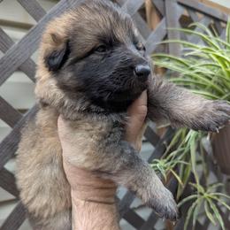 Ratite - Sable female German Shepherd puppy in Olean, New York from F&B Kennels