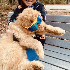 Huck - Goldendoodle puppy from Hula & Oliver Co.