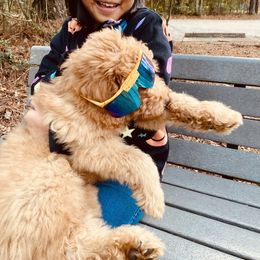 Huck - Goldendoodle puppy from Hula & Oliver Co.