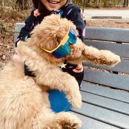 Huck - Goldendoodle puppy from Hula & Oliver Co.