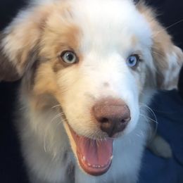 Aussiedoodles, Australian Shepherds, Miniature Australian Shepherds, and Poodles from Distinguished Doodles and More