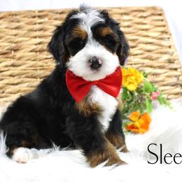Sleepy - Tri-color male Bernedoodle puppy in Casa Grande, Arizona from AzDoodle Dandies