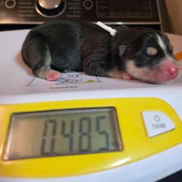 Sinon - Gray and white female Siberian Husky puppy in Buckeye, Arizona from Anime Huskies