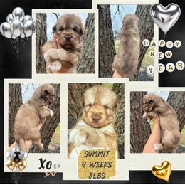 Summit - Red and white male Siberian Husky puppy in Florence, Kentucky from Moonlight Howl Huskies