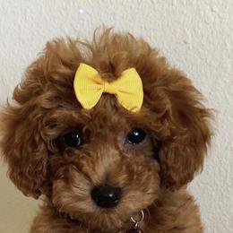Poodle and Siberian Husky Puppies from A to Z Siberian Huskies