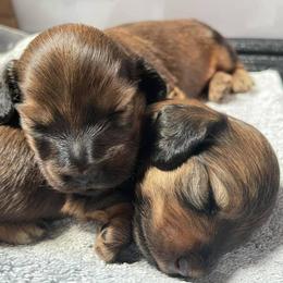 Dachshunds from Brookside Dachshunds