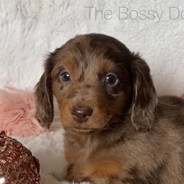 Dachshund and Miniature Schnauzer Puppies from The Bossy Doxie Farm