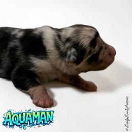 AQUAMAN-Blue Merle Male - Blue merle male Australian Shepherd puppy in Gainesville, Texas from Lady Luck Aussies
