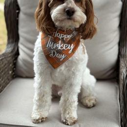 Cockapoo Puppies from Bright and Beautiful Cockapoos and Doodles