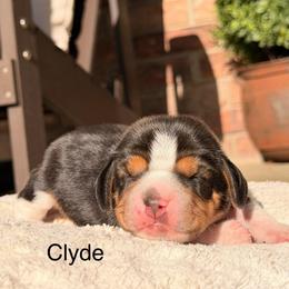 Clyde - Black tan and white male Beagle puppy in Mansfield, Missouri from Rippee Creek Kennel