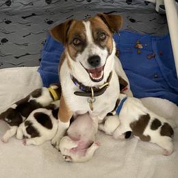 Golden Retriever and Jack Russell Terrier Puppies from Shelby Burleson's Golden Retrievers and Jack Russell Terriers