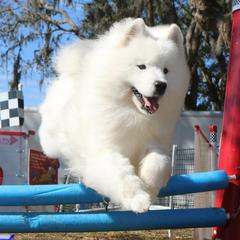 Arty - Samoyed