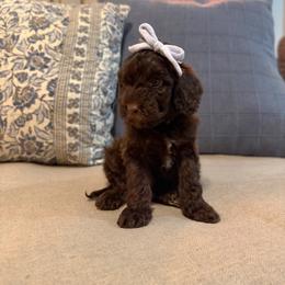 Coast - Chocolate female Cavapoo puppy in Colcord, Oklahoma from Copper Lane Aussies, Doodles & Cavapoos